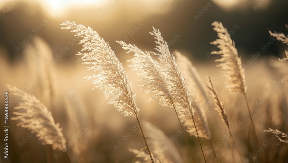 Fototapeta premium Lovely depiction of gentle grasses moving in the wind, with a soft focus for a calm vibe. Perfect for nature-related projects and peace