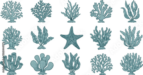 Sea coral and seaweed with starfish ocean