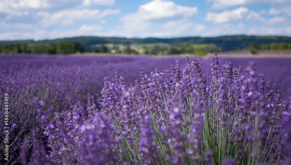 Fototapeta premium lavender flower landscape