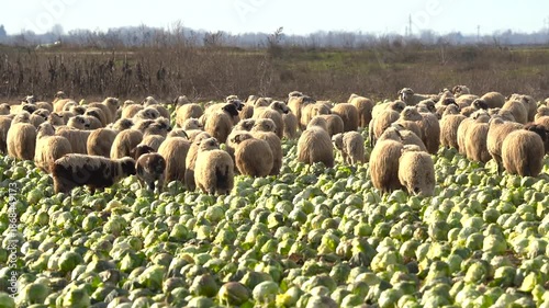 sheep eating cabbage, left unharvested in the field. 4k video.