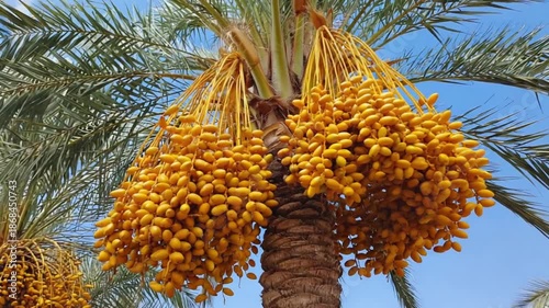 Wallpaper Mural Fresh ripe tasty yellow dates on the palm tree Torontodigital.ca