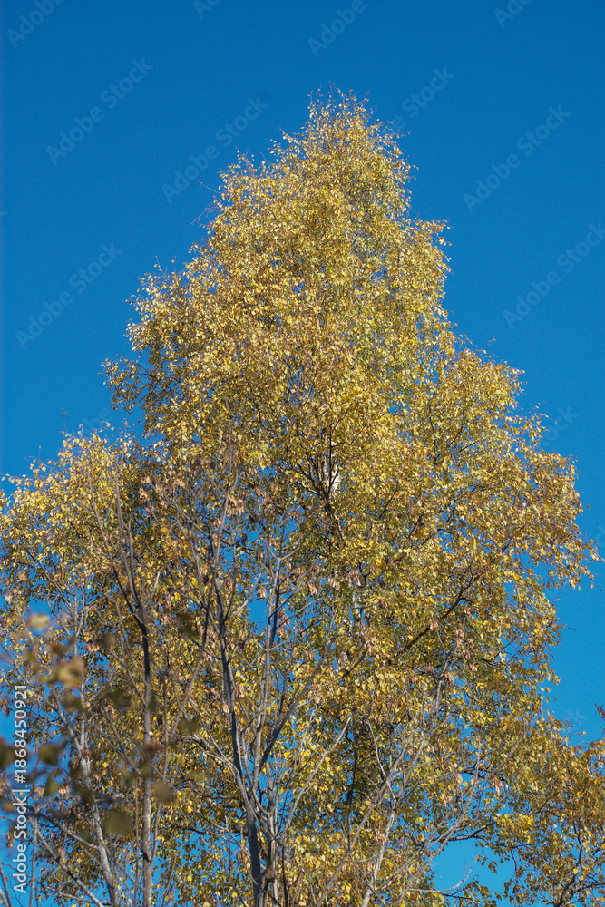 custom made wallpaper toronto digitalautumn trees in the forest