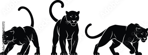Black panther silhouette poses illustration, powerful wild big cat vector set, stalking walking panther outlines, fierce jungle animal black and white design
