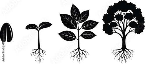 Life Cycle of a Tree Silhouettes Including Seedling, Sprout, Young Plant, and Mature Tree with Roots for Growth and Ecology Design