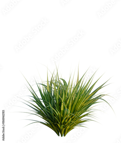 Φωτογραφία Pandanus baptistii Variegata tree, front view, cutout, transparent background, i