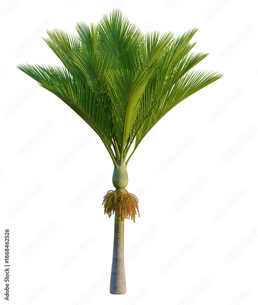Fototapeta premium Rhopalostylis sapida tree, front view, cutout, transparent background, isolate, Majestic Palm Tree with Lush Green Fronds on a Clear Background