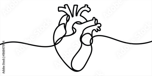 Anatomical human heart drawn with continuous single line art for medical and artistic concepts Vector, illustration