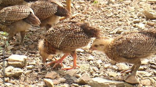 Many young baby chickens searching for seeds on a free-range farm.