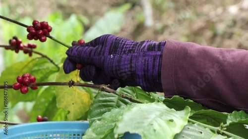 Close up of farmer's hands picking ripe red Robusta coffee cherries from the tree.