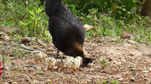 Mother hen with small chicks foraging for food on the ground.