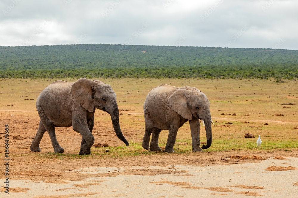 Fototapeta premium Elephant in Addo Elephant Safari Park