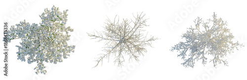 Fotografija Salix caprea tree plan, top view, cutout, transparent background, isolate, Winte