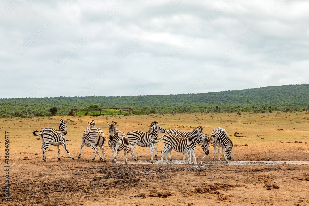 Obraz premium Zebra in Addo Elephant Safari Park