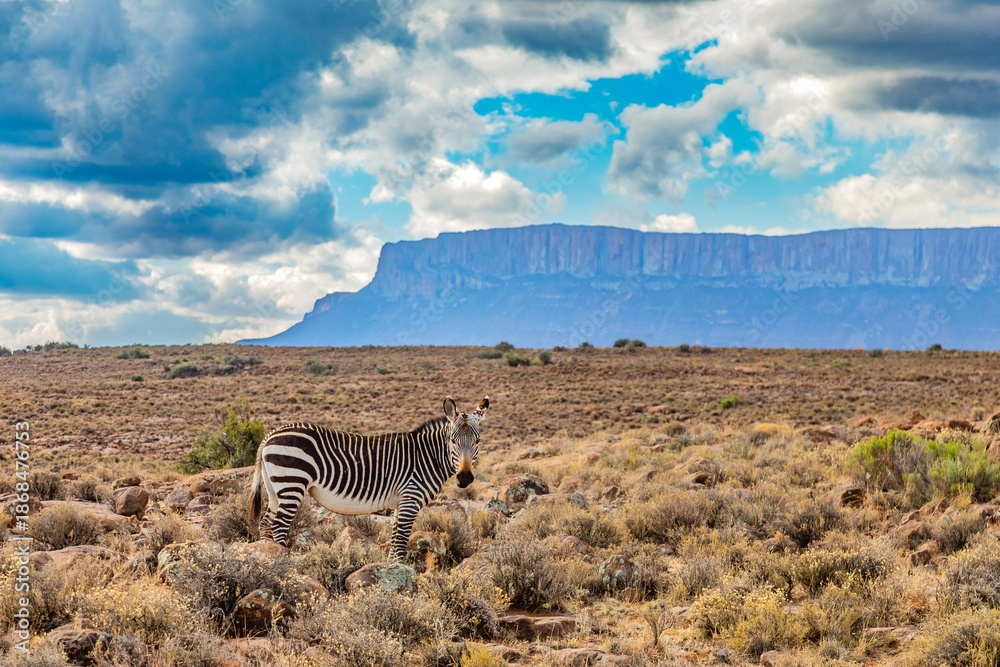 Obraz premium Mountain Zebra grazing in Karoo game reserve
