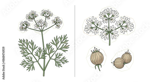 Botanical illustration of a coriander plant showing the green leaves white flowers and brown seeds in a scientific style.