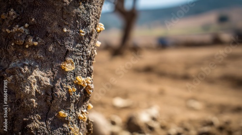 The frankincense tree in the dry African scenery, with sparkling resin tears on it. Horticultural catalog, designed specifically for home decor and floral brands, for teachers to use.