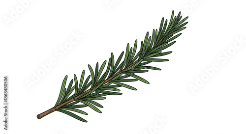 Detailed botanical illustration of a fresh green rosemary sprig with needle-like leaves, isolated on a white background for culinary or herbal concepts.