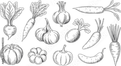 Hand-Drawn Vintage Vegetable Collection: Beetroot, Carrots, Garlic, Onions, Radishes, Pumpkins, and Chili Pepper Vector Illustration