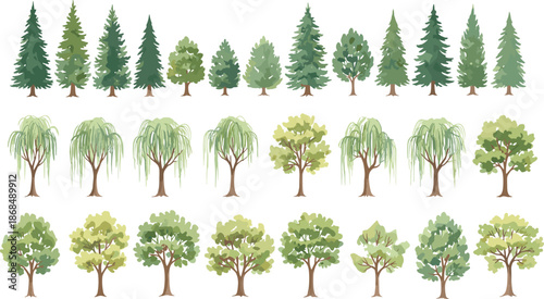 Tree illustration set, coniferous and deciduous trees, pine fir willow oak, foliage styles, landscape design, botanical vector icons