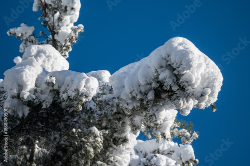 Obraz na plátně Trees with branches heavily laden with a thick layer of powdery snow after a hea