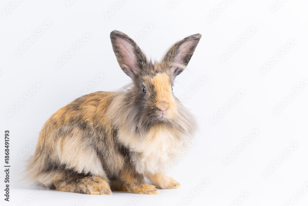 Fototapeta premium Bunny easter fluffy rabbits posing on white nature background on sunny day, Lovely mammal with beautiful bright eyes in nature life. Symbol animal of easter day. Healthy rabbit in many colours.