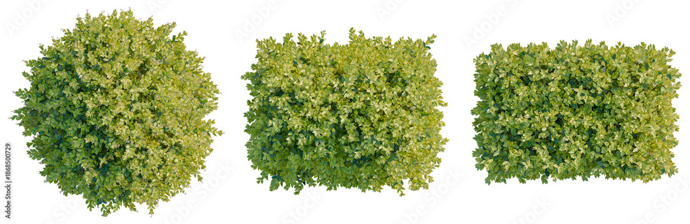 Obraz premium Ligustrum vicaryi tree plan, top view, cutout, isolate, good for architecture visualization, Green bushes in various shapes on transparent background