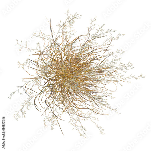 Photos Panicum virgatum tree plan, top view, cutout, isolate, good for architecture vis