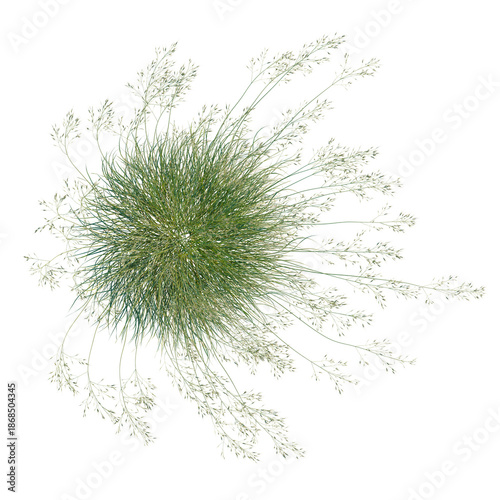 Foto Stipa gigantea tree plan, top view, cutout, isolate, good for architecture visua