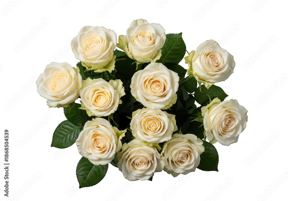 Obraz premium A beautiful bouquet of cream colored roses on a black background