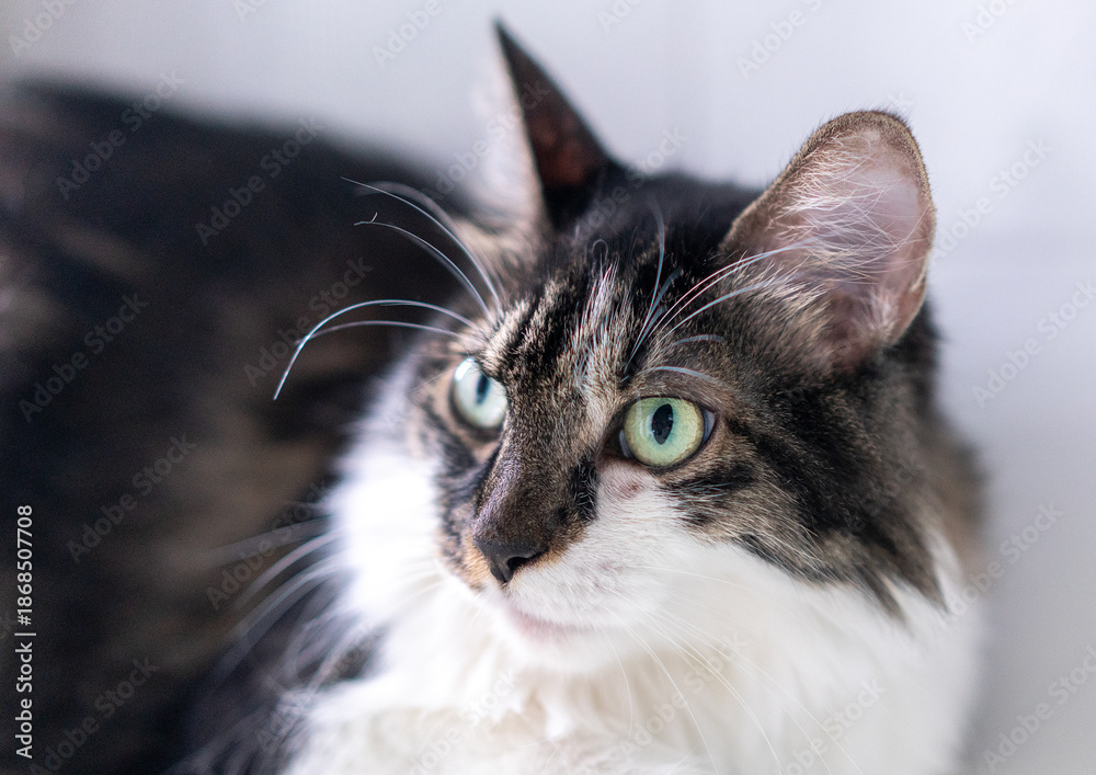 custom made wallpaper toronto digitalMaine coon with yellow eyes