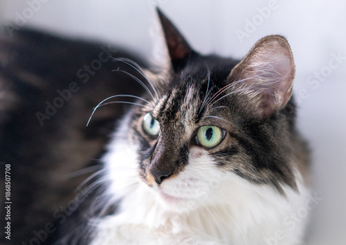 Wallpaper Mural Maine coon with yellow eyes Torontodigital.ca