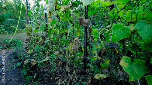 Wallpaper Mural Close up of withering cucumber leaves and moving camera backward away revealing more plants and its leaves dying while tangled to trellis made from cattle panels Torontodigital.ca