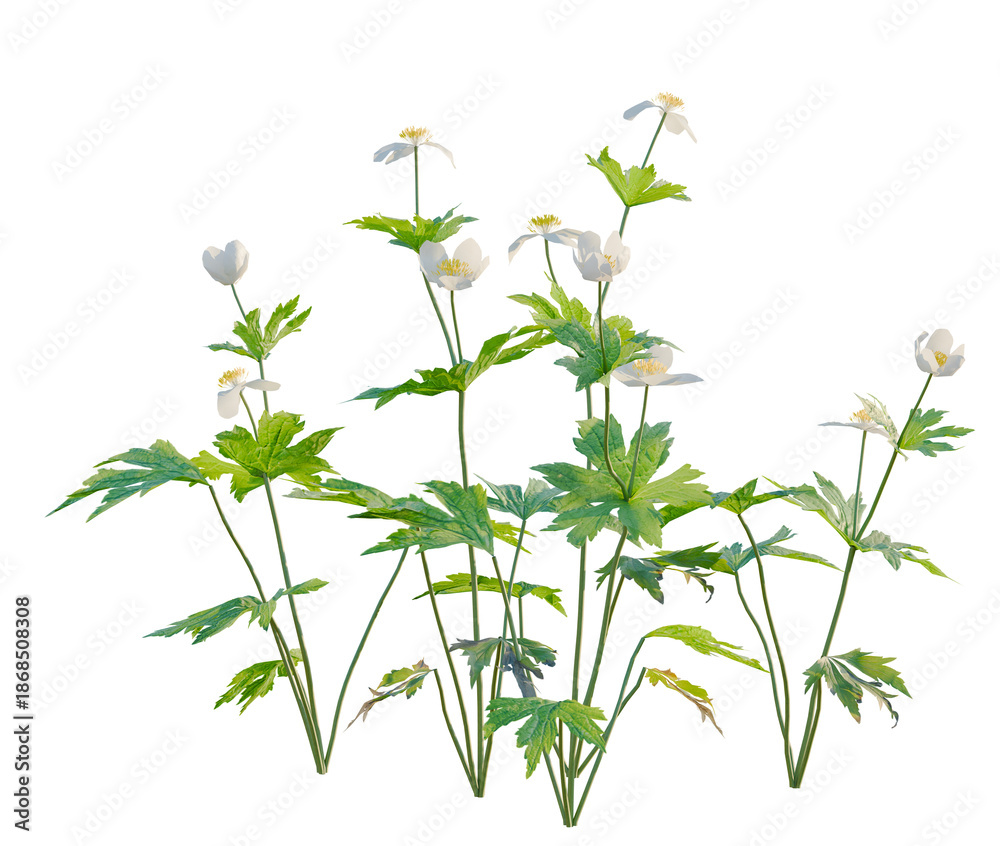 Naklejka premium Anemone canadensis tree, front view, cutout, transparent background, isolate, architecture visualization, Delicate Wildflowers: Anemone with Green Foliage on a Clear Background