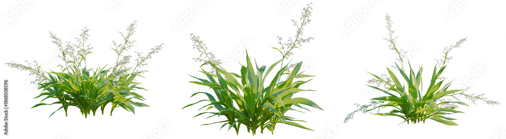Obraz premium Arthropodium cirratum tree, front view, cutout, transparent background, isolate, architecture visualization, Lush Green Grass with Delicate White Flowers - A Natural Botanical Study