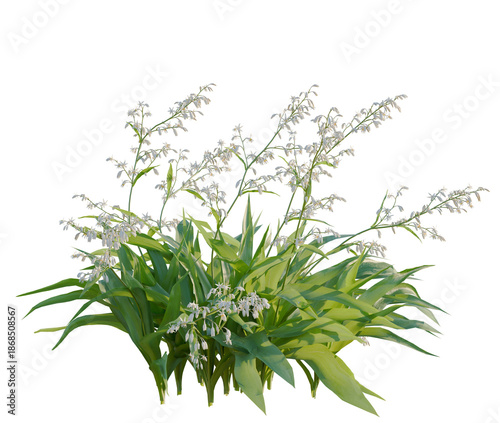 Foto Arthropodium cirratum tree, front view, cutout, transparent background, isolate,