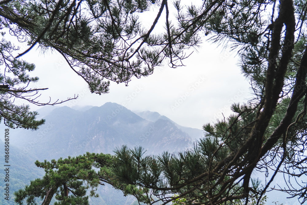 custom made wallpaper toronto digitaltrees in the sky with mountatin