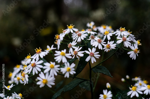Wallpaper Mural White flowers close-up Torontodigital.ca
