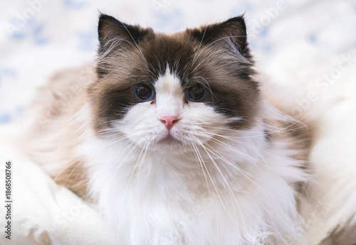 Wallpaper Mural Ragdoll cat with cute eyes Torontodigital.ca