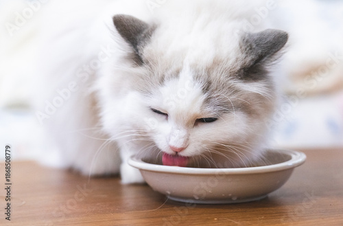 Wallpaper Mural Ragdoll drinking water Torontodigital.ca