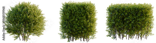 Canvastavla Ligustrum vicaryi tree, front view, cutout, transparent background, isolate, arc