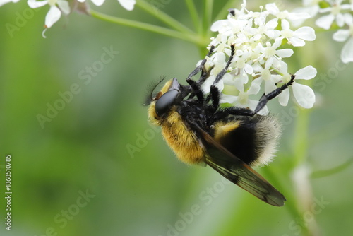 Bilde på lerret Volucella bombylans