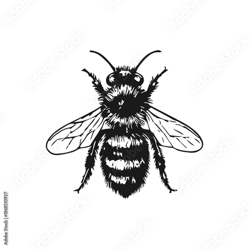 Bee drawing isolated engraved illustration
