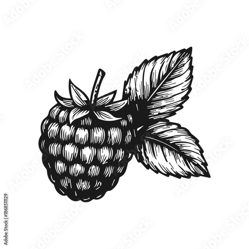 Raspberry fruit with leaves engraved sketch