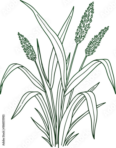Grass plant line drawing, botanical illustration, cereal grain sketch, monocot leaves, seed head detail, agriculture, nature, vector, black, white