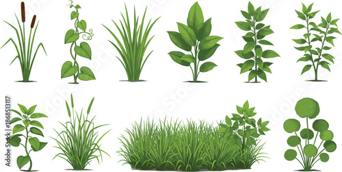 Green, plant, vector, illustration, leaf, shape, botanical, garden, nature, foliage, herb, grass, bush, stem, tuft, classification, environment, flora, vegetation, diversity