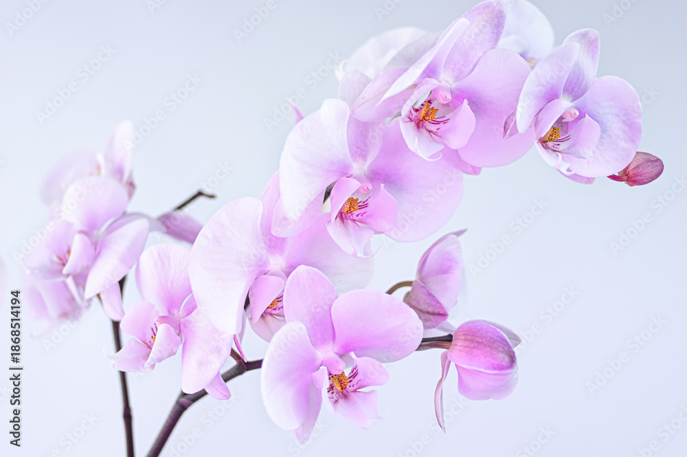 Fototapeta premium soft pink orchid flower on white background