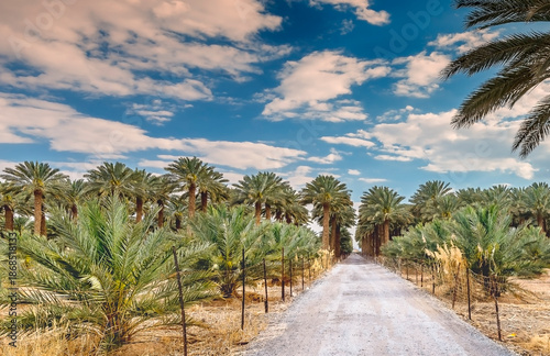 Plantation of date palms. Countryside road as background. Date palm is iconic...