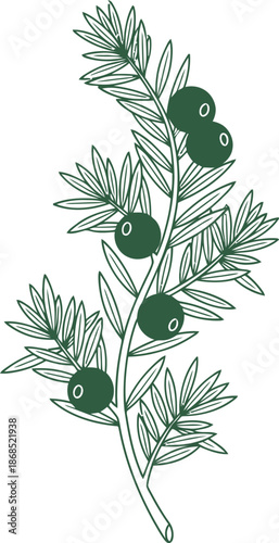 Green linear drawing of a juniper branch with berries, a natural botanical element. Outline style vector illustration for decoration, icon, print