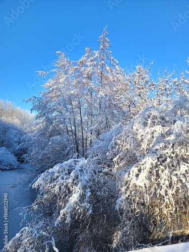winter landscape with trees
