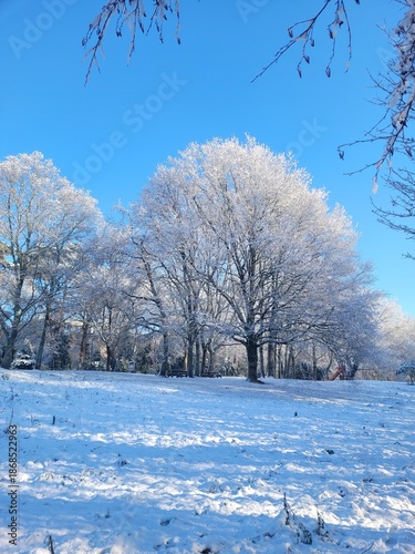 winter landscape with ice covered trees